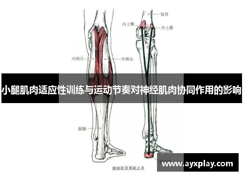 小腿肌肉适应性训练与运动节奏对神经肌肉协同作用的影响