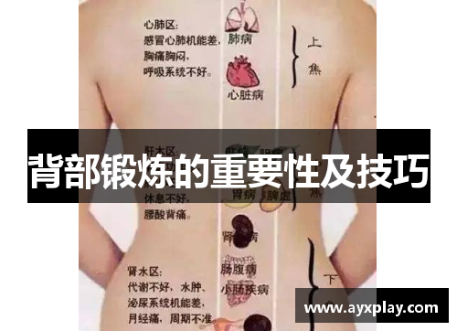 背部锻炼的重要性及技巧